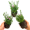 Dianthus Pink Kisses Plant
