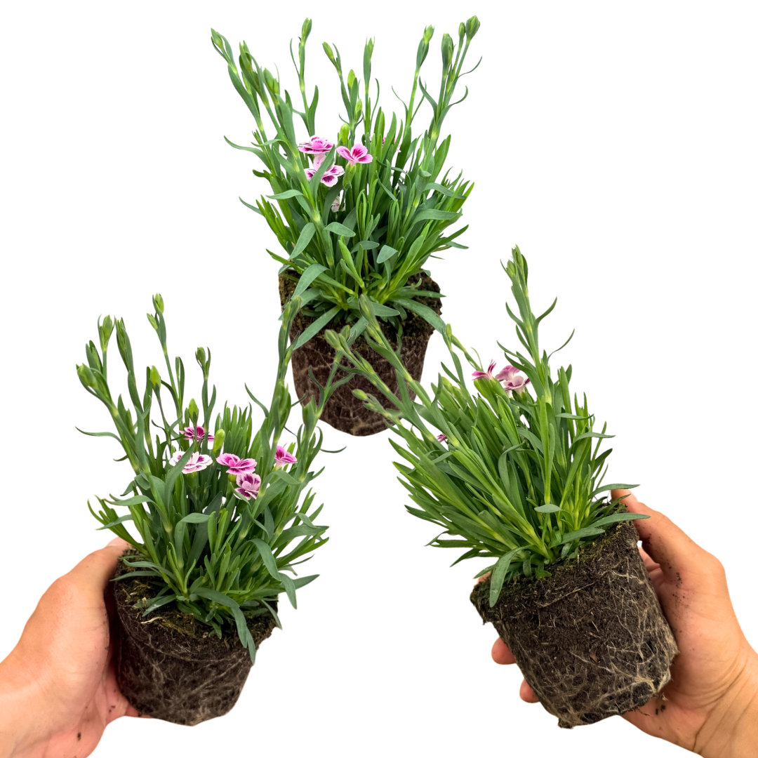Dianthus 'Pink Kisses' (Garden Pink) – Hardy Perennial (Set of 3 or 6)