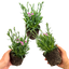 Set 3 or 6 Large Plants - Dianthus Pink Kisses, Ready to Plant in Your Garden