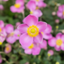 1 Large Anemone Plant - Fantasy Jasmine, Ready to Plant in Your Garden, 2L