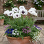 Set of 3 or 6 Papaver Orientale Royal Wedding Poppy Plants, Hardy Perennial, Outdoor Garden Ready, 1 Litre Root-Ball
