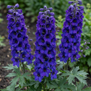 Delphinium Pacific Giants Black Knight Plants (Set of 3 or 6)