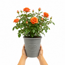 3Ltr Orange Patio Rose Plant, Hardy Bush, Nursery Pots