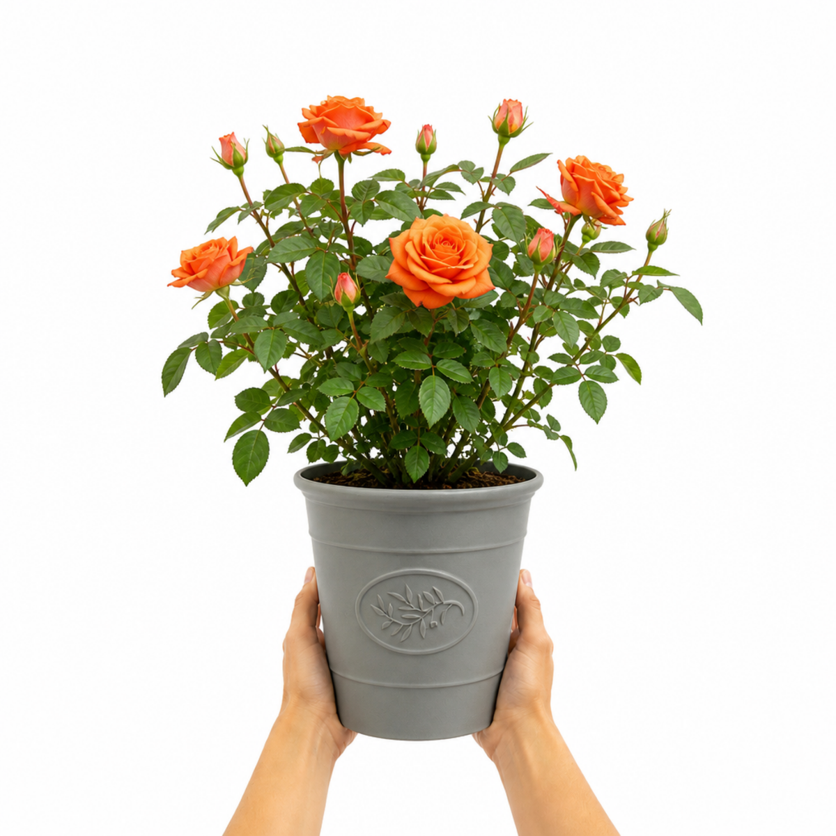 Patio Rose, Orange – Compact Repeat Flowering Rose (3L Pot)