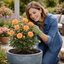 1 x  Large 3Ltr Potted Rose Bush – Orange Blooms, Ready to Plant in Your Garden
