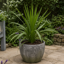 3 Cordyline Australis Plants, Hardy Evergreen, 9cm Pots