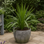 3 Cordyline Australis Plants, Hardy Evergreen, 9cm Pots