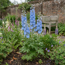 Delphinium Pacific Giants Blue Bird Plants (Set of 3 or 6)