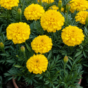 Marigold Durango Yellow Plant (2L Pot)