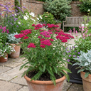 Achillea Millefolium Cerise Queen Plants (Set of 3 or 6)