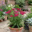 Set of 3 or 6 Achillea Millefolium Cerise Queen Plants, Hardy Pink Yarrow, Summer Flowering Perennial, Outdoor Garden Ready, 1 Litre / 11cm Root-Ball