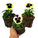 Pansy Delta Pro Violet & White Plants (Set of 3 or 6)