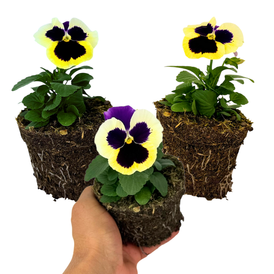 Pansy 'Delta Pro Violet & White' – Hardy Winter and Spring Bedding (Set of 3 or 6)