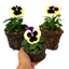 Set of 3 or 6 Large Plants - Pansy Delta Pro Violet & White, Ready to Plant in Your Garden