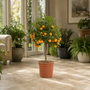 Calamondin Orange Tree 5Ltr, Indoor Citrus Tree, Pots