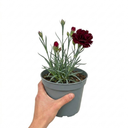 Carnation Capitan Colon Dianthus Plants