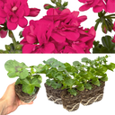 Geranium Sunflair Joscina Hot Pink Plants (Set of 3 or 6)