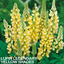 1 Large Plant - Lupin Legendary Yellow Shades, Outdoor Garden Ready, 2L Rootball