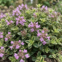 Thymus citriodorus ‘Doone Valley’ Thyme Herb Plants (Set of 3 or 6)
