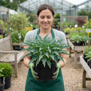 3Ltr Hosta Silly Strings, Outdoor Garden Ready, Pots