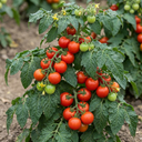 Tomato Totem Variety Plants (Set of 3 or 6)