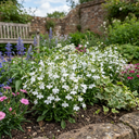 Lobelia Upright Sweet Springs White Plants (Set of 3 or 6)
