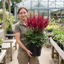 Astilbe Music Series Red Plant (5L Pot)