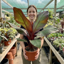 Ensete Maurelii Red Abyssinian Banana Plants