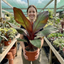1 Ensete Maurelii Red Abyssinian Banana Plant, Exotic Tropical Garden Perennial, 19cm Root Ball