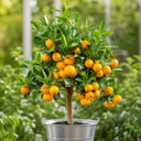Calamondin Orange Tree 5Ltr, Indoor Citrus Tree, Pots