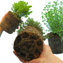 Thyme Growers Choice Mix Plants (Set of 3 or 6)