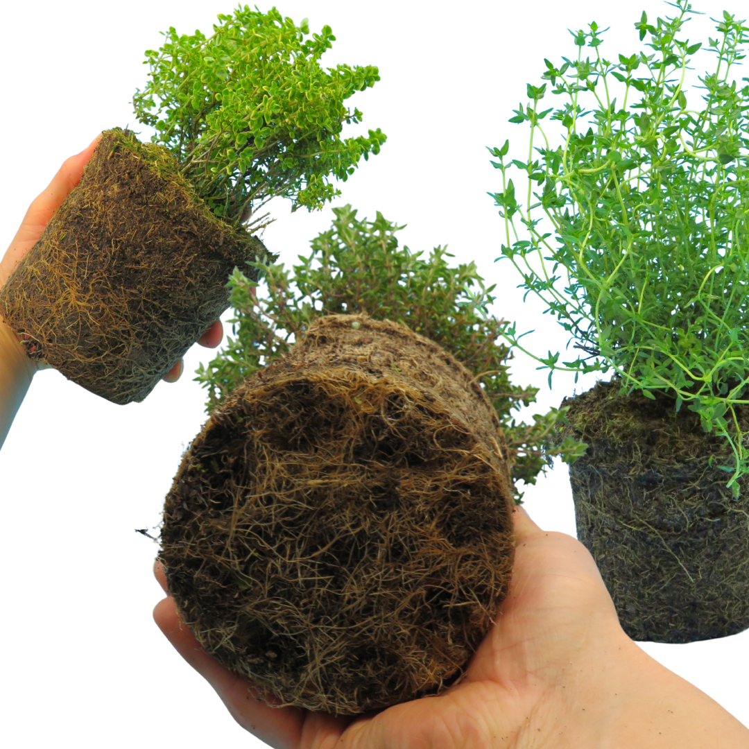 Thyme Growers Choice Mix – Culinary Thyme (Set of 3 or 6)