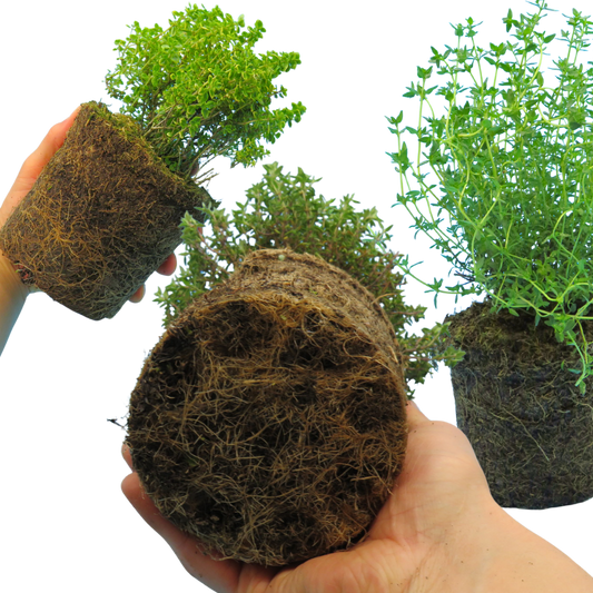 Thyme Growers Choice Mix – Culinary Thyme (Set of 3 or 6)