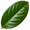 Aucuba Japonica Rozannie Plants