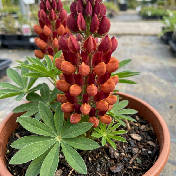 Lupin Gladiator Plants