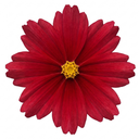 Coreopsis Uptick Red Plants (Set of 3 or 6)