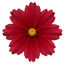 Set of 3 or 6 Coreopsis Uptick Red Hardy Perennial Plants, Bee Friendly Summer Flowering Tickseed, 1 Litre Root Ball