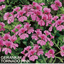Set of 3 or 6 Large Plants - Geranium Tornado Pink, Ready to Plant in Your Garden