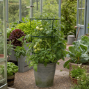 Supersteak Beefsteak Tomato Plants