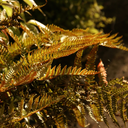 Alpine Wood Fern Dryopteris Wallichiana Jurassic Gold Plant (2L Pot)