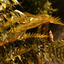 1 Large Plant - Alpine Wood Fern Dryopteris Wallichiana Jurassic Gold, 2L Pot