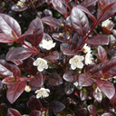Lophomyrtus ‘Purpurea’ Plant