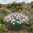 Fragrant Cottage Pink Dianthus Memories Plant (5L Pot)