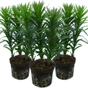 Asiatic Lily Red Plants (Set of 3 or 6)