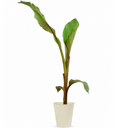 Banana Tree 3L (100–120 cm Tall)