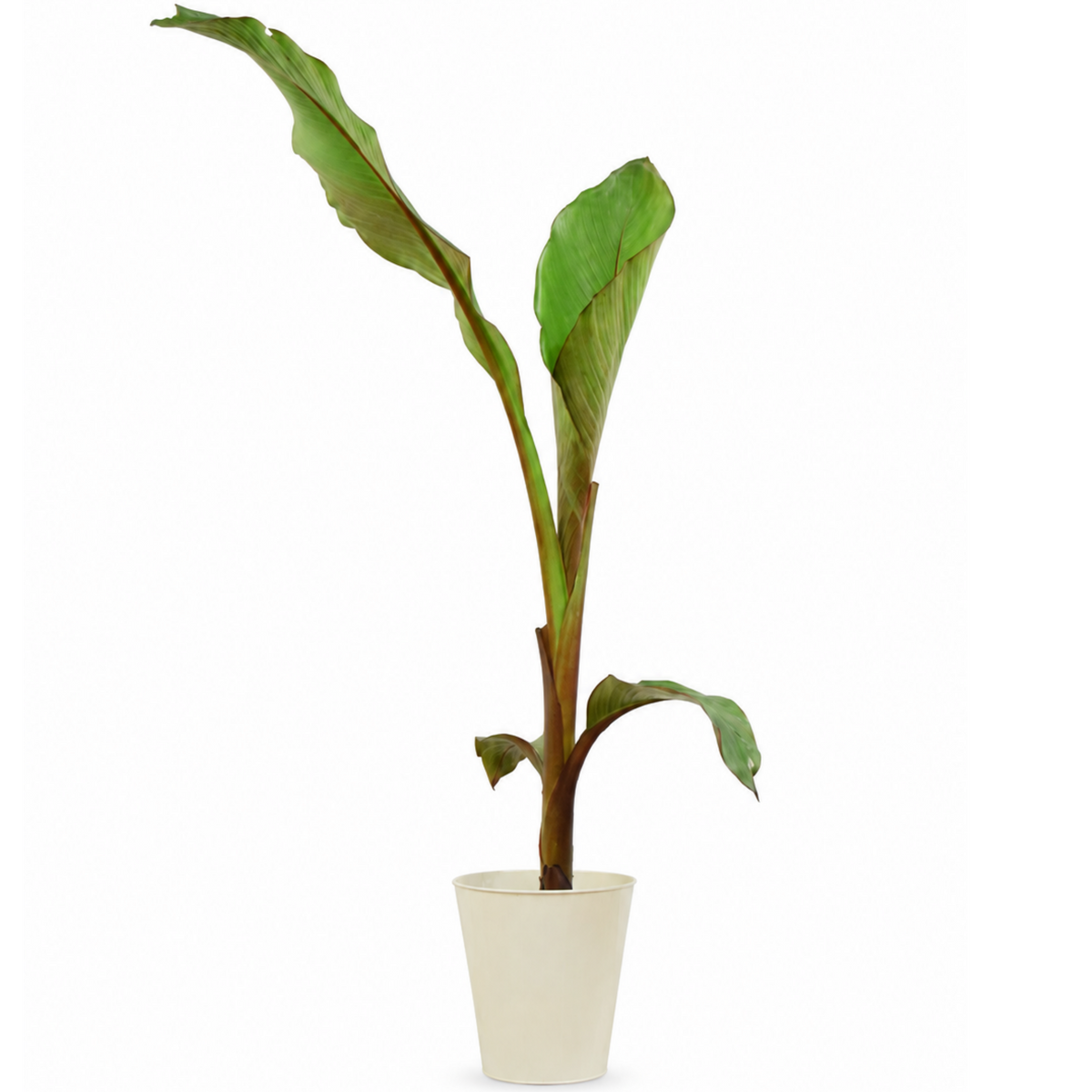 Banana (Musa) – Architectural Foliage Plant (3L Pot, 100 to 120cm Tall)