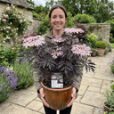 Sambucus Nigra Black Lace Elderberry Plants