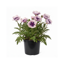 Oriental Papaver Bolero Perennial Poppy Plants