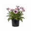 1 Oriental Papaver Bolero Perennial Poppy Plant, Summer Flowering, Garden Ready, 3 Litre Root Ball
