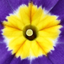 Polyanthus Blue